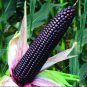Black Sweet Waxy Corn Fruits - 12 Seeds
