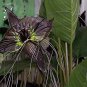 Black Tiger Shall Orchid Flowers Scented Perennial Plants Shade - 100 Seeds