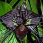 Black Tiger Shall Orchid Flowers Scented Perennial Plants Shade - 100 Seeds
