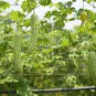 Black Wax Gourd -Best Garden Plants Vegetable - 8 Seeds