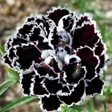 Black White Dianthus Chinensis Chianti Double Flowers - 50 Seeds
