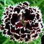 Black White Dianthus Chinensis Chianti Double Flowers - 50 Seeds