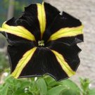 Black Yellow Playmates Petunia Annual Flowers - 100 Seeds Black Yellow Playmates Petunia Annual Flowers - 100 Seeds