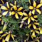 Black Yellow Playmates Petunia Annual Flowers - 100 Seeds