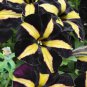 Black Yellow Playmates Petunia Annual Flowers - 100 Seeds