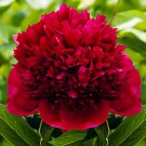 Blackish Red Peony Plant Flower - 5 Seeds Blackish Red Peony Plant Flower - 5 Seeds