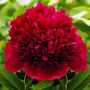 Blackish Red Peony Plant Flower - 5 Seeds