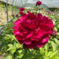 Blackish Red Peony Plant Flower - 5 Seeds