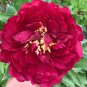 Blackish Red Peony Plant Flower - 5 Seeds