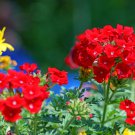 Blood Red Verbena Flower - 30 Seeds