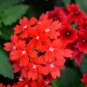 Blood Red Verbena Flower - 30 Seeds