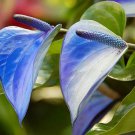 Blue Anthurium andraeanum - 100 Seeds