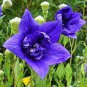 Blue Balloon Flower Bonsai Platycodon Grandiflorus Perennial Bonsai Flower - 100