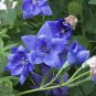 Blue Balloon Flower Bonsai Platycodon Grandiflorus Perennial Bonsai Flower - 100