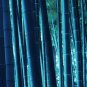 Blue Bamboo - 100 Seeds