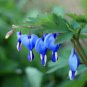 Blue Bleeding Heart - 10 Seeds