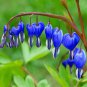 Blue Bleeding Heart - 10 Seeds