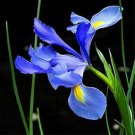 Blue Butterfly Orchid -  100 Seeds