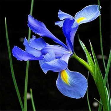 Blue Butterfly Orchid -  100 Seeds