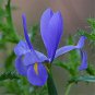 Blue Butterfly Orchid - 100 Seeds