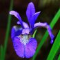 Blue Butterfly Orchid - 100 Seeds