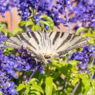 Blue Butterfly Sage Flower - 50 Seeds