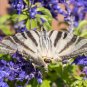 Blue Butterfly Sage Flower - 50 Seeds