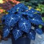 Blue Caladium Dwarf Elephant Ear Ornamental Plant - 200 Seeds