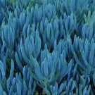 Blue Chalk Sticks Senecio Mandraliscae - 5 Seeds