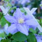 Blue Clematis - 100 Seeds