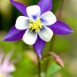 Blue Columbines Aquilegia Balcony Bonsai Plant Flowers  - 5 Seeds
