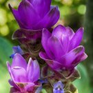 Blue Curcuma Bonsai Flower - 200 Seeds Blue Curcuma Bonsai Flower - 200 Seeds