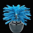 Blue Cycas Bonsai Sago Palm Tree Plant Cycas Tree Bonsai - 10 Seedss Blue Cycas Bonsai Sago Palm Tree Plant Cycas Tree Bonsai - 10 Seedss