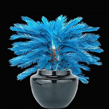 Blue Cycas Bonsai Sago Palm Tree Plant Cycas Tree Bonsai - 10 Seedss