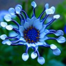 Blue Daisy White Heart Very Beautiful Garden Flowers - 200 Seeds Blue Daisy White Heart Very Beautiful Garden Flowers - 200 Seeds
