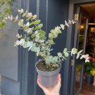 Blue Eucalyptus Mini Tree Exotic Shrub Flower Pots Planters Tropical - 100 Seed Blue Eucalyptus Mini Tree Exotic Shrub Flower Pots Planters Tropical - 100 Seed