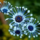 Blue Eyed Daisy Flower Bonsai Osteospermum Flower Bonsai Balcony Flower - 100 Se Blue Eyed Daisy Flower Bonsai Osteospermum Flower Bonsai Balcony Flower - 100 Se