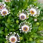 Blue Eyed Daisy Flower Bonsai Osteospermum Flower Bonsai Balcony Flower - 100 Se
