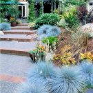 Blue Fescue Grass bonsais - 200 Seeds Blue Fescue Grass bonsais - 200 Seeds