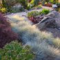 Blue Fescue Grass bonsais - 200 Seeds