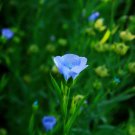Blue Flax ORGANIC NEWLY HARVESTED BEAUTIFUL BLUE FLOWERS - 50 Seeds