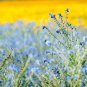 Blue Flax ORGANIC NEWLY HARVESTED BEAUTIFUL BLUE FLOWERS - 50 Seeds