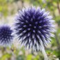 Blue Globe Thistle Echinops Big Onion Flowers - 50 Seeds