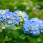 Blue Hydrangea Paniculata Grandiflora - 15 Seeds