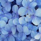Blue Lupinus Perennial Flowering Plant - 15 Seeds Blue Lupinus Perennial Flowering Plant - 15 Seeds