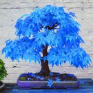 Blue Maple Tree Seeds Bonsai - 50 Seeds Blue Maple Tree Seeds Bonsai - 50 Seeds