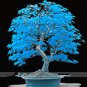 Blue Maple Tree Seeds Bonsai - 50 Seeds