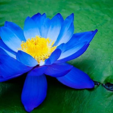 Blue Nelumbo Nucifera China Beautiful Lotus Pad Flower Pond - 1 Seeds