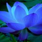 Blue Nelumbo Nucifera China Beautiful Lotus Pad Flower Pond - 1 Seeds