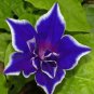 Blue Picotee Morning Glory - 20 Seeds